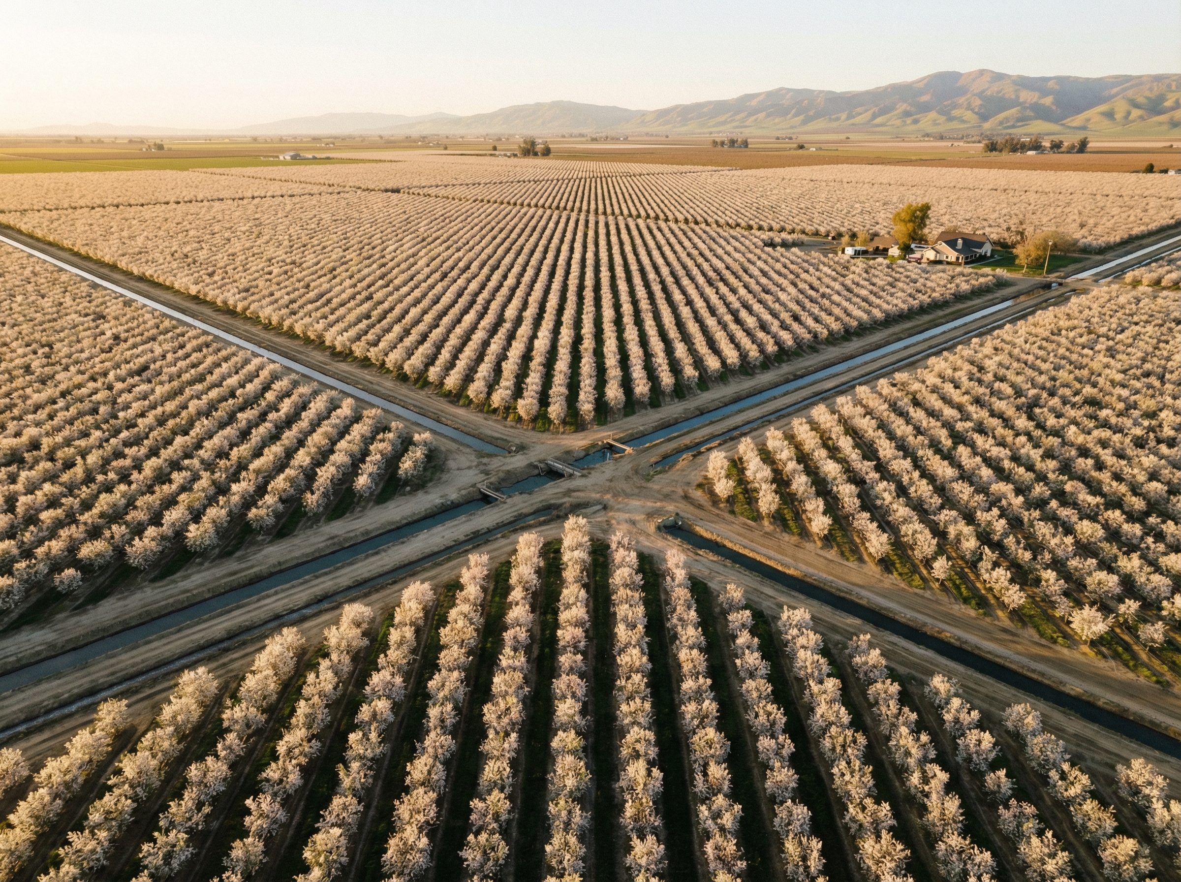 Almond orchards